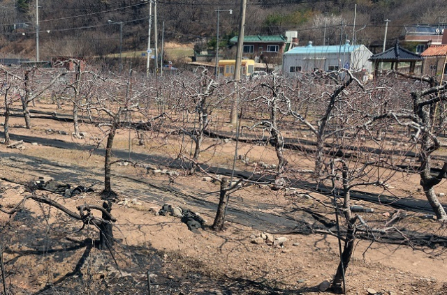 경북 의성에서 시작된 산불이 영덕까지 번진 가운데 영덕군 지품면 복곡리 한 과수원 사과나무가 불에 타거나 그을려 있다. 연합뉴스