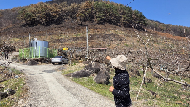 산청군 시천면의 한 감 농장. 과수원 위로 산불이 나면서 산사태 우려가 커진 상태다. 김현우 기자