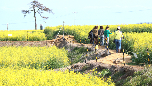 경북 포항시 호미곶 유채단지를 찾은 관광객들이 논두렁길에서 산책을 즐기고 있다. 남태우 기자