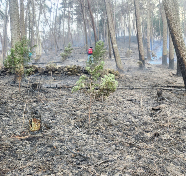 7일 2단계 산불이 발생한 경남 하동군 옥종면 한 야산에서 진화대원이 잔불을 끄고 있다. 연합뉴스