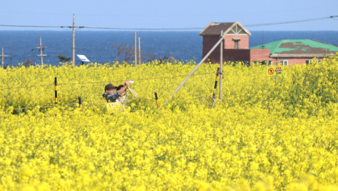 푸른 바다에 노란 파도가 출렁인다...호미곶 유채 장관