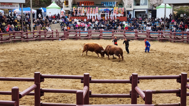 지난해 경남도내 한 지자체에서 연 소싸움 대회 모습. 경남도 제공