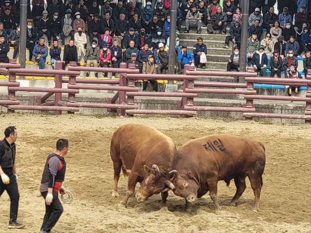 지난해 경남도내 한 지자체에서 연 소싸움 대회 모습. 경남도 제공