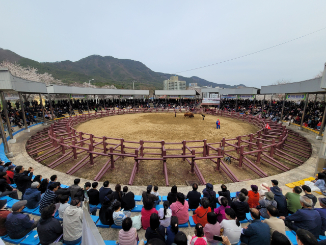 지난해 경남도내 한 지자체에서 연 소싸움 대회 모습. 경남도 제공