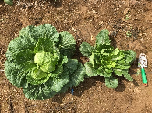 씨스트선충에 감염된 배추(오른쪽)와 정상배추. 농촌진흥청 제공