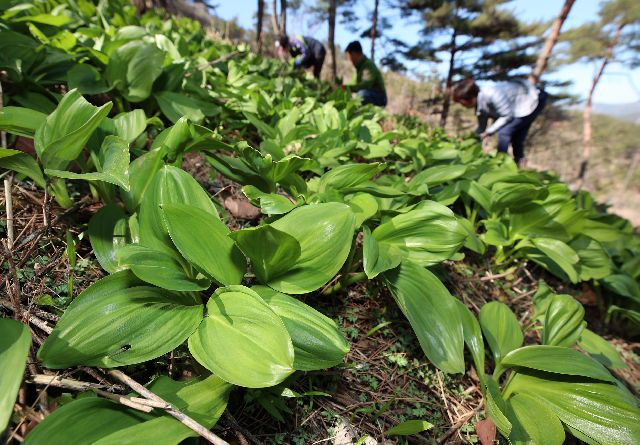 봄철을 맞아 산나물과 비슷한 생김새의 독초를 임의로 채취해 섭취한 후 장염 증상을 호소하는 사례가 늘고 있다. 수확이 한창인 산마늘. 연합뉴스