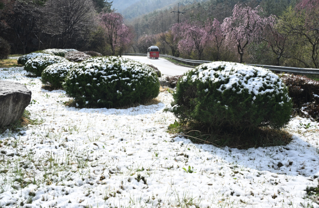 14일 오전 남덕유산 자락인 경남 거창군 북상면 월성계곡 주변으로 눈이 쌓여 있다. 벚꽃 사이로 눈이 소복이 쌓여 눈길을 끌고 있다. 거창군 제공