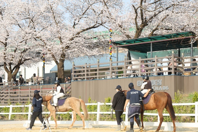 서울경마공원에서 벚꽃 축제와 함께 시작된 도심승마체험 행사. 한국마사회 제공해