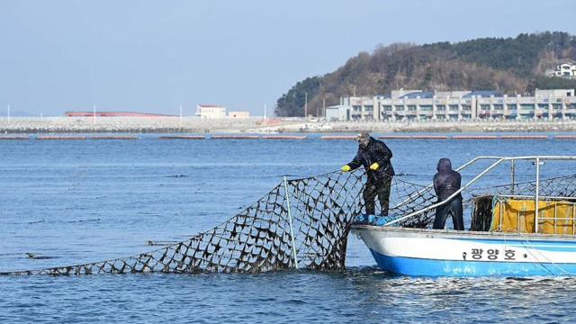 김 양식장에서 김 수확이 이뤄지고 있다. 연합뉴스