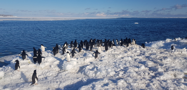 아델리펭귄 약 4만 쌍이 서식하는 남극 로스해 케이프할렛(Cape Hallett)에서 촬영한 아델리펭귄. 극지연구소