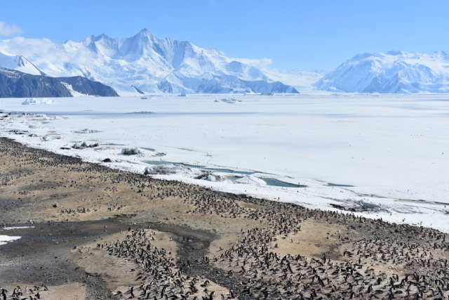아델리펭귄 약 4만 쌍이 서식하는 남극 로스해 케이프할렛(Cape Hallett)에서 촬영한 아델리펭귄. 극지연구소