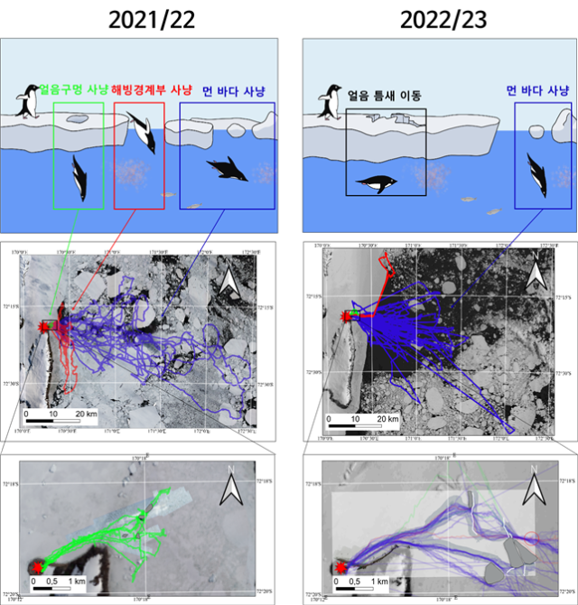 해양환경에 따른 아델리펭귄의 먹이사냥 전략. 2021~2022년 번식기(왼쪽)와 2022~2023년 번식기(오른쪽) 아델리펭귄 추적 연구 결과. 먹이사냥 전략 모식도(위)와 분석된 이동 경로(중간) 및 번식지 주변 확대 지도(아래). 2021~2022 번식기에는 짧은거리 이동과 먼 거리 이동 패턴이 뚜렷하게 구별되어 나타난 반면(왼쪽), 2022~2023 번식기에는 대부분 중간거리를 이동해 먹이를 사냥함(오른쪽). 극지연구소 제공