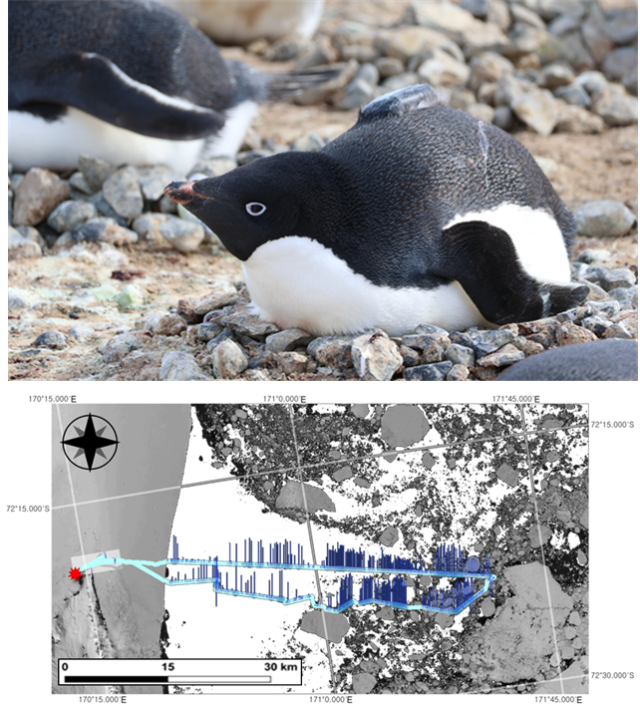 아델리펭귄 추적 연구. (위) 추적장치를 등에 부착한 아델리펭귄. (아래) 케이프할렛(붉은별)에서 아델리펭귄 추적으로 확보한 이동경로(하늘색)와 잠수 깊이(파란색). 바다가 흰색으로, 얼음이 회색으로 표시되었음. 극지연구소 제공