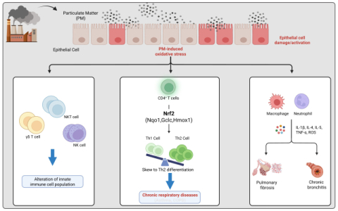 미세먼지의 폐질환 영향 연구 모식도