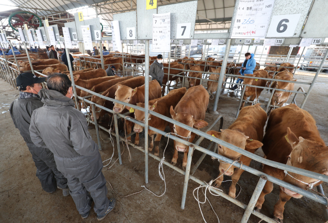 지난 3월 19일 경북 고령군 고령 우시장에서 방역복을 입은 상인들이 경매에 나온 송아지들을 살펴보고 있다. 연합뉴스