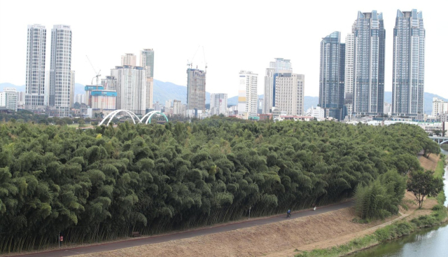 태화강국가정원 십리대숲. 울산시 제공
