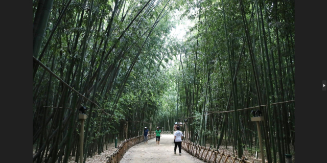 태화강국가정원 십리대숲. 울산시 제공