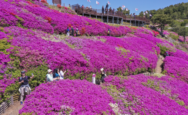 완연한 봄 날씨를 보인 지난달 30일 부산 부산진구 백양산 정상 애진봉 철쭉동산을 찾은 등산객들이 만개한 철쭉을 배경으로 사진을 찍고 있다. 김종진 기자 kjj1761@