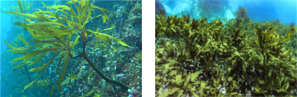 5월 이달의 해양생물로 지정된 대황. 해수부 제공