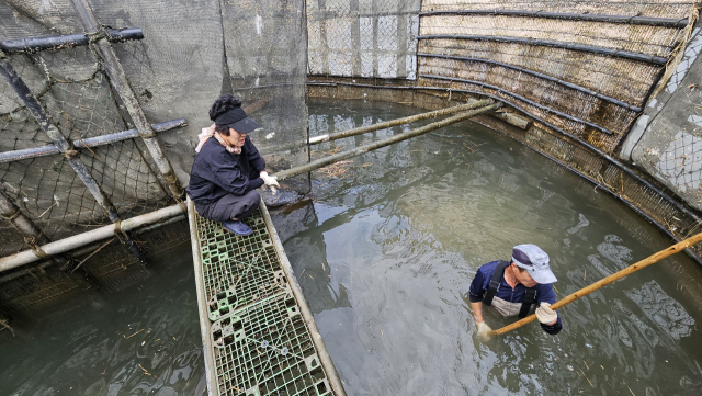 지족해협의 한 죽방렴. 어민들이 전통적인 방식으로 멸치를 잡고 있다. 김현우 기자