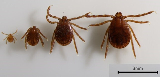 작은소참진드기.