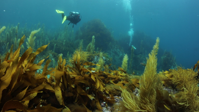 올해 13회째를 맞는 바다식목일 기념식이 9일 경남 통영에서 개최된다. 한국수산자원공단 서해본부는 올해 약 29억 원을 투입해 서해 연안 7개소, 약 0.08㎢(7.9157ha) 해역에 미역·다시마 등의 해조류를 식재해 바다숲을 조성할 예정이다. 버다숲 사진. 수산자원공단 제공