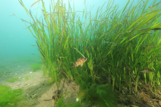 한국수산자원공단 서해본부는 올해 약 29억 원을 투입해 서해 연안 7개소, 약 0.08㎢(7.9157ha) 해역에 미역·다시마 등의 해조류를 식재해 바다숲을 조성할 예정이다. 버다숲 사진. 수산자원공단 제공