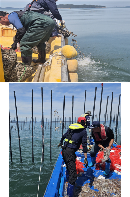 서산시 낙지 산란서식장 조성사업 교접 낙지 이식 장면(상반기) . 수산자원공단 제공