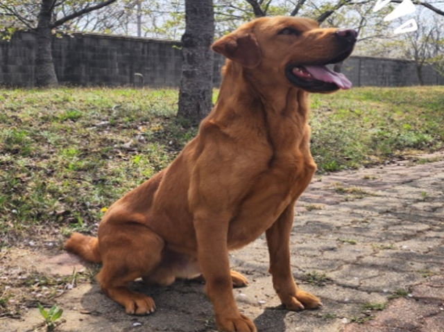 지난해 8월 ‘개식용종식법’이 시행된지 1년 만에 전체 개사육농장(1537호) 중 약 70%에 달하는 1072호가 폐업한 것으로 나타났다. 부산일보 DB