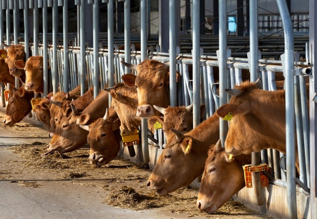 한국농수산대학교 평생교육원은 청년농업인의 영농 정착을 지원하고 역량을 높이기 위해 6월부터 9월까지 2025년 청년 영농 아카데미 교육과정을 운영한다고 11일 밝혔다. 이미지투데이