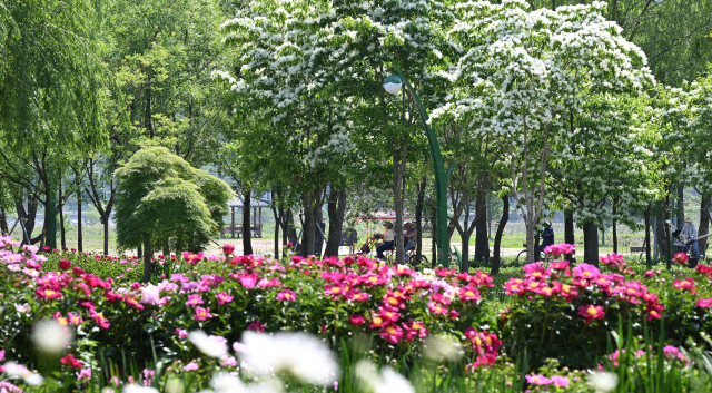 13일 경남 거창군 남상면 거창창포원에 봄꽃들이 만개해 방문객들이 꽃구경을 하고 있다. 경남도 제1호 지방정원인 거창창포원은 오는 15일부터 18일까지 ‘거창에 On 봄축제’가 나흘간 개최된다. 아리미아꽃축제, 산양삼축제, 열린음악회, 전국 드론축구대회 등이 펼쳐진다. 거창군 제공
