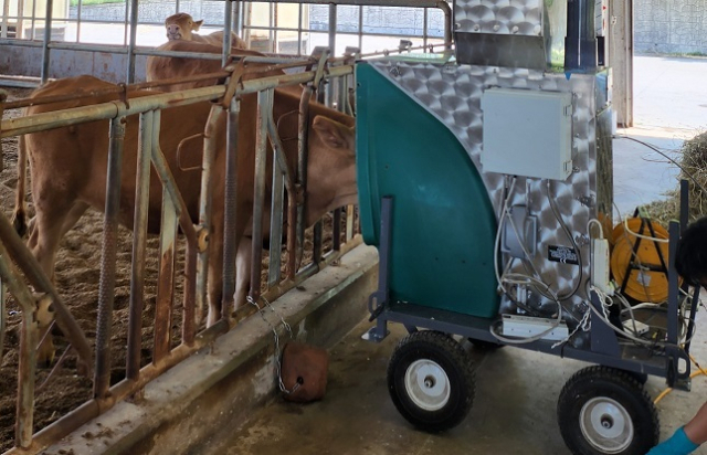 소에 메탄가스 발생을 억제하는 티아민 이인산을 사료에 섞어 먹인후, 메탄가스가 얼마나 나오는지 측정하고 있다. 농촌진흥청 제공