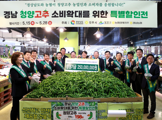 경남농협과 경남도, 진주시, 밀양시가 15일부터 오는 28일까지 경남 청양고추 소비 확대를 위한 특별할인전을 진행한다. 행사 첫날인 이날엔 창원시 남창원농협 농수산물종합유통센터에서 개장식이 열렸다. 지난달 10kg당 3만 1200원에 판매되던 청양고추는 전년대비 47% 하락했다. 이는 영남·호남에서 재배면적이 증가해 작황 호조에 따라 공급량이 크게 늘면서다. 경남농협 제공