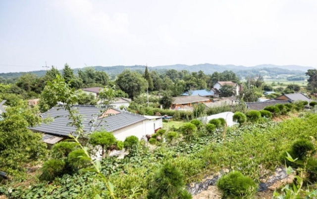 충북 증평군의 정안둥구나무마을. 농어촌알리미 홈페이지