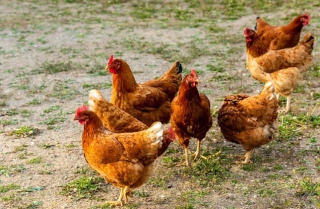 브라질에서 닭 농장에서 고병원성 조류인플루엔자(AI)가 발생해 우리나라가 브라질산 닭고기 수입을 바로 금지시켰다.(사진은 이미지 사진) 이미지투데이