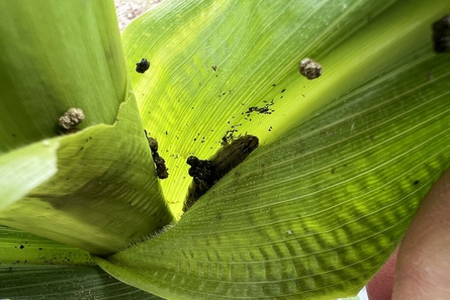 옥수수 잎을 갉아먹는 멸강나방 유충. 전남 화순에서 발견됐다. 농촌진흥청 제공