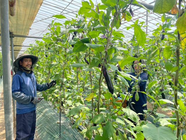 외국인 계절근로자들이 경남 김해시의 한 농가에서 작업을 하고 있다. 김해시 제공