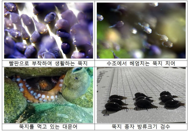 ‘삼척시 대문어 산란·서식장 조성사업’ 관련 사진. 수산자원공단 제공