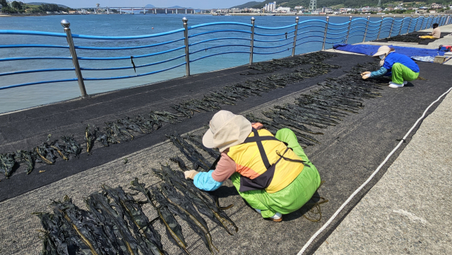 통영과 거제 사이 해역인 견내량에서 돌미역 채취가 시작됐다. 견내량 돌미역은 조선 시대 초대 삼도수군통제사를 지낸 이순신 장군이 조정에 올리던 진상품 중 하나로 품질이 뛰어나 ‘왕의 미역’이란 애칭이 붙었다. 김민진 기자