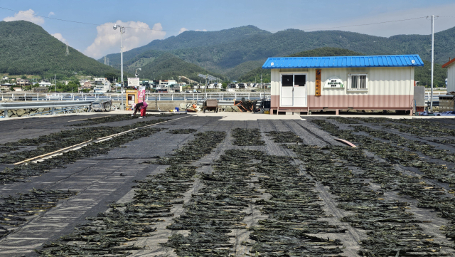 통영과 거제 사이 해역인 견내량에서 돌미역 채취가 시작됐다. 견내량 돌미역은 조선 시대 초대 삼도수군통제사를 지낸 이순신 장군이 조정에 올리던 진상품 중 하나로 품질이 뛰어나 ‘왕의 미역’이란 애칭이 붙었다. 김민진 기자