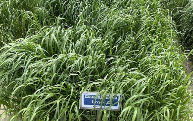 이탈리안 라이그라스 신품종 스파이더. 농촌진흥청 제공