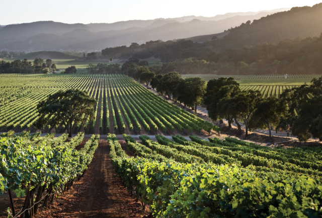 스택스 립 와이너리 페이(FAY) 빈야드. 스택스 립 홈페이지 제공