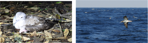 6월, 이달의 해양생물로 선정된 슴새. 해수부 제공