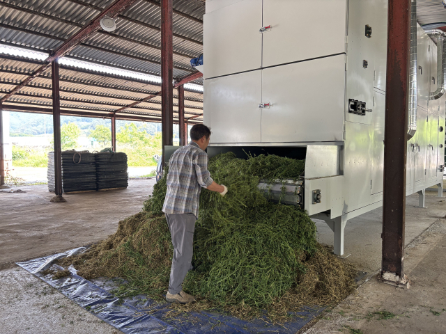 알팔파는 장마 탓에 수확 후 건조가 가장 큰 문제였는데, 이번에 열풍건조시스템이 시범 도입됐다. 경남도농업기술원 제공