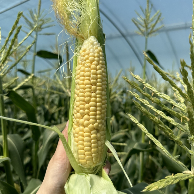경남 의령군은 경남도에서 주관하는 ‘지역특화품목 육성단지 조성사업’ 공모에 2년 연속 선정되면서 초당옥수수 육성 기반 강화에 나선다. 수확한 의령 초당옥수수. 의령군 제공