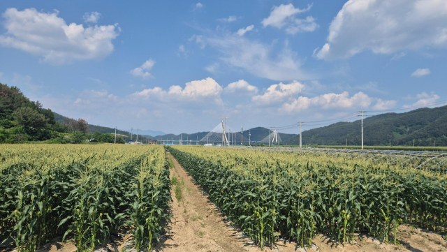 경남 의령군은 경남도에서 주관하는 ‘지역특화품목 육성단지 조성사업’ 공모에 2년 연속 선정되면서 초당옥수수 육성 기반 강화에 나선다. 의령 초당옥수수 재배 모습. 의령군 제공