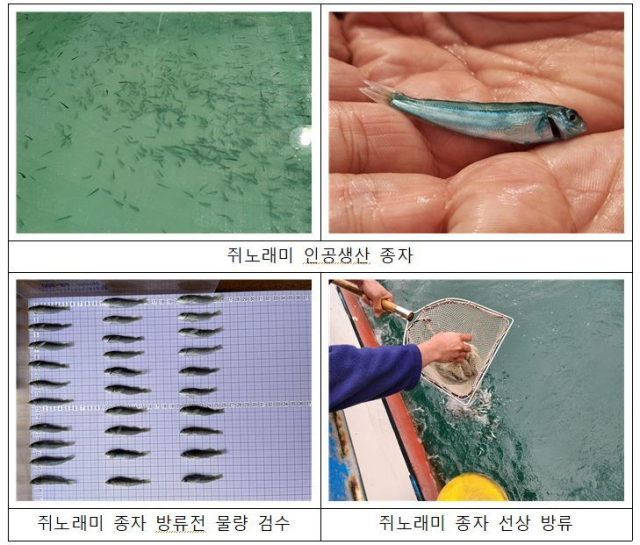 쥐노래미 종자 방류 사진. 수산자원공단 제공