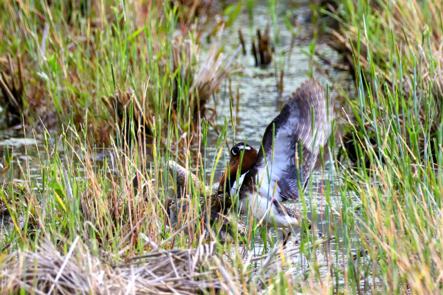 호사도요 암컷이 수컷에게 구애하는 장면. 윤기득 사진작가 제공