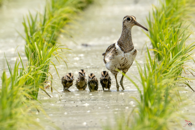 울주 남창들 거니는 호사도요 가족. 조현표 울산시 새 통신원 제공