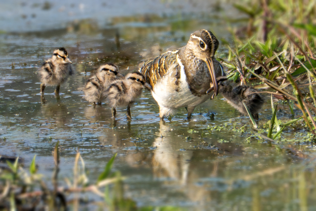 어미 새가 새끼들에게 먹이를 잡아 주는 모습. 조현표 울산시 새 통신원 제공